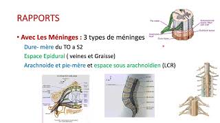 ANATOMIE DE LA MOELLE EPINIERE [upl. by Trammel]