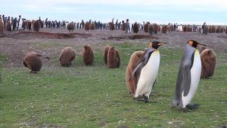 Penguins A Treasure of the Falkland Islands [upl. by Eiclud]