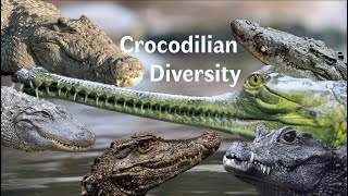 Crocodilian Diversity [upl. by Pape]