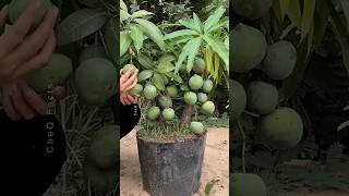 How to Grow Mango Tree at Home 🥭 Using Aloevera plants farming shorts [upl. by Marion352]