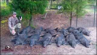 Wild Hog Trapping  14 1212 Success Trapping Feral Hogs in June Corn  JAGER PRO™ [upl. by Angadreme256]