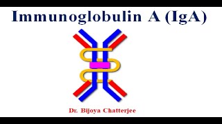 Immunoglobulin A [upl. by Raines961]