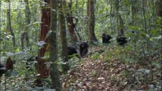 Violent chimpanzee attack  Planet Earth  BBC wildlife [upl. by Notgnihsaw]