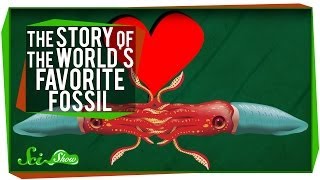 The Story of the Worlds Favorite Fossil [upl. by Ynahirb]