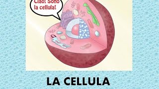 La cellula  panoramica generale [upl. by Rednazxela211]