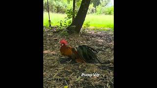 BBRED Bantam Phoenix reels shorts chicken gamefowl ayam rooster gallos poultry junglefowl [upl. by Karoline]