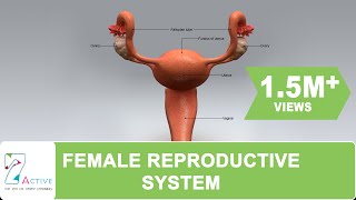 The Female Reproductive System of Human [upl. by Trevah]