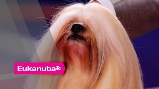 Eukanuba World Challenge Final  Part 1 [upl. by Ferwerda603]