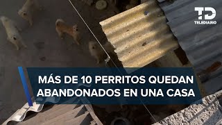 Por muerte de su dueño 14 perritos quedan abandonados en una casa de la GAM [upl. by Ecille]