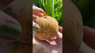 Cutting my beautiful cottonsantol Fruit❤️sweetfruit cottonfruit asmr shortvideo [upl. by Akeryt280]