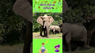 Do you know this amazing animal The Elephant [upl. by Acilgna]