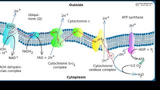 Oxidase Test [upl. by Kaleena556]