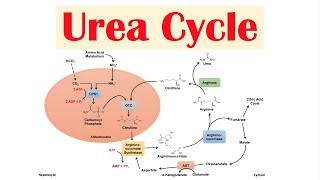 Urea Cycle  Purpose Enzymes amp Regulation [upl. by Remmos221]