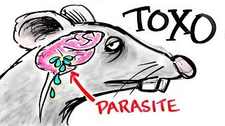 Toxoplasma  The Parasite That Turns FEAR Into DESIRE [upl. by Gruchot]