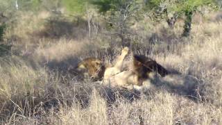 Two male lions attack and kill another male lion  Video 1 [upl. by Warila]