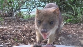 Spottedtail Quoll Dasyurus maculatus [upl. by Reisfield]