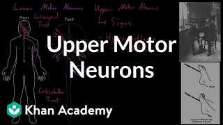 Upper motor neurons  Organ Systems  MCAT  Khan Academy [upl. by Jennee]