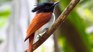 Paradise flycatcher male and female find out more hereAsian paradise flycatcher [upl. by Nwahsyd776]