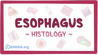 Esophagus Histology [upl. by Pedrick]