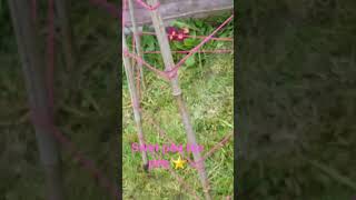 teepee for flowers gardendiy compost teepees gardening sweatpeascolourmentalhealth4yrs [upl. by Myrwyn]