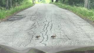 Woodcocks dancing across the road [upl. by Jordison]