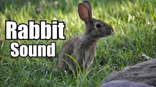 10 Minutes  Rabbit Sound Effect  different Rabbit sounds  HIGH QUALITY [upl. by Virgie114]