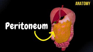 Peritoneum Parts Lesser amp Greater Omentum Mesentery Peritoneal Cavity [upl. by Macguiness]