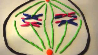 Meiosis Claymation [upl. by Ylla]