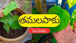 తమలపాకు పెంచడం  How to Grow Betel leaves Paan Plant in Telugu  how to grow betel leaf plant [upl. by Notlem865]