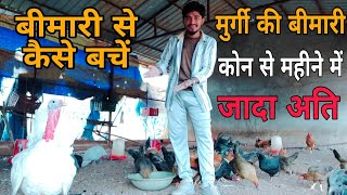 murgiyo me bimari kon se mahine me jada ati  murgi ki bimari se kaise bache poultrychicken bird [upl. by Aseret]