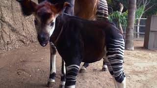 Mosi the Floppyeared Okapi Calf [upl. by Koran]