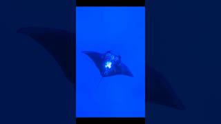 Manta Ray Spin Feeding manta marinelife shorts [upl. by Siravart578]