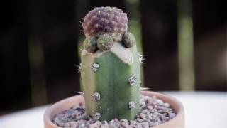 Sulcorebutia rauschii graft [upl. by Trevlac608]