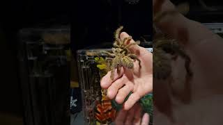 Rehousing female Poecilotheria rufilata [upl. by Lekar]