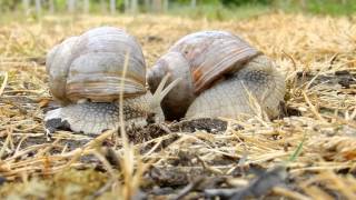 Lescargot de bourgogne Helix pomatia [upl. by Milda]