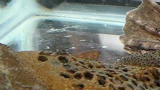 Pipa pipa  Surinam Toad Babies Emerging [upl. by Blight]