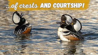 Hooded Merganser  Fantastic Crest and Humorous Courtship Display [upl. by Regnij]