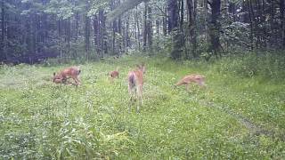 Deer fawn running in circles Tribute to MOMS [upl. by Aibara170]