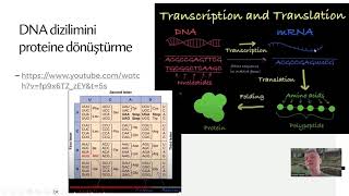 BioPython ile Genetik Kodlama  DNA RNA A T G C Amino asit Protein [upl. by Cristie70]