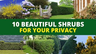 10 Beautiful Shrubs for Your House and Garden Privacy 🏡🌲 [upl. by Haonam]