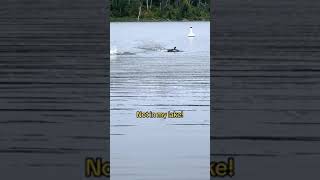 Loon gets super close to person swimming in the lake [upl. by Sigismund]