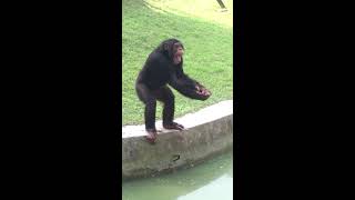 Chimpanzee at Alipore Zoo [upl. by Ayeka]