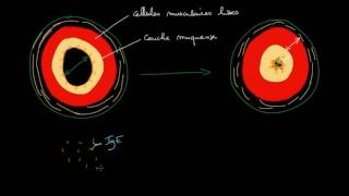 Physiopathologie de lasthme [upl. by Akinajnat409]