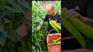 Worlds most unique chilli cultivation [upl. by Chaves]