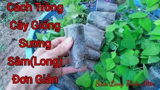 Cách Trồng Cây Giống Sương SâmLong đơn giảnhiệu quả cao [upl. by Hutt]