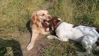 Maddi springer spaniel playing in pack [upl. by Darline290]