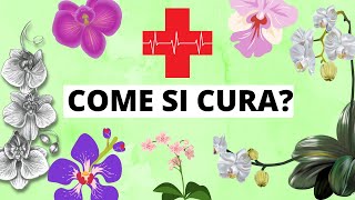 Come prendersi cura di un orchidea Tutorial pratico [upl. by Suirada590]