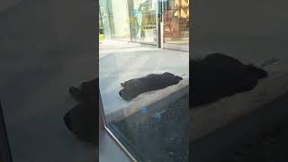 카페입구에 자리잡은 턱시도고양이 아슬아슬뒤집기 위험해 손님들 시선을 사로잡다cat catcafe catlover 길고양이 시골카페 여름 cute 고양이카페 [upl. by Brandon]