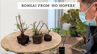 Bonsai from No Hopers [upl. by Odarbil]