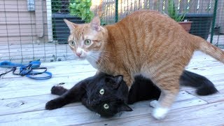 First Time Cats Go Outside in New Catio [upl. by Lovel]